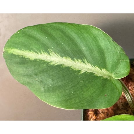 Adelonema palidinervia