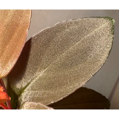Homalomena sp. from Solok sumatera [LA0616-03]