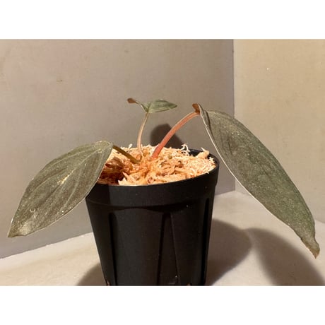 (茶黒) Homalomena sp. from Indragiri Hulu Riau Sumatera