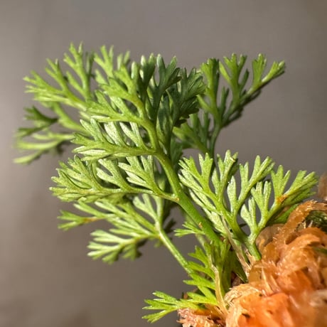 Davallia cf. parvula from Sanggau West Kalimantan ①