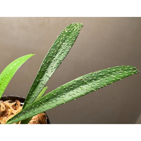 Homalomena uncinata from Aceh Sumatera