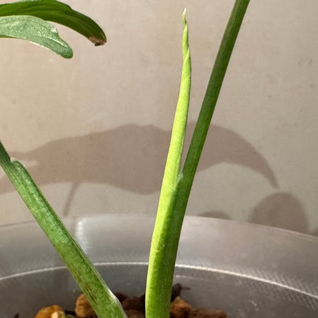 Syngonium sp. from Iquitos Peru [tanakay]