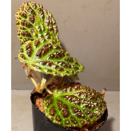 Begonia dracopelta from Borneo