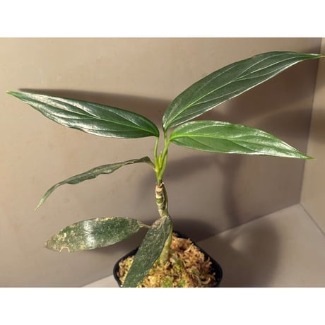 Aglaonema simplex from Kubu Kalimantan Barat [PB0925-1]