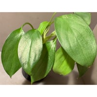 Homalomena sp. from Bau Sarawak