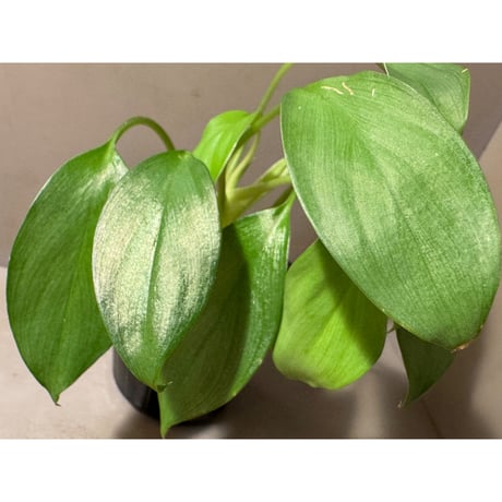 Homalomena sp. from Bau Sarawak