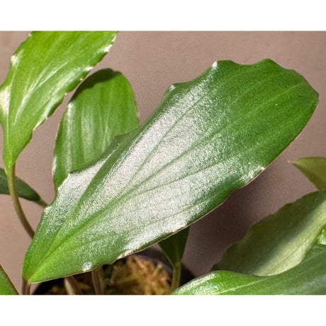 Homalomena sp. from Banten