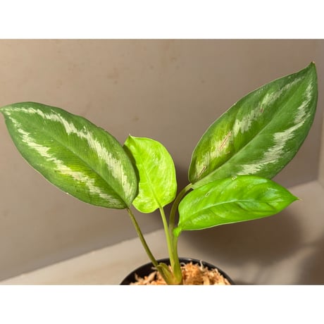 Homalomena sp. from Jambi Sumatera