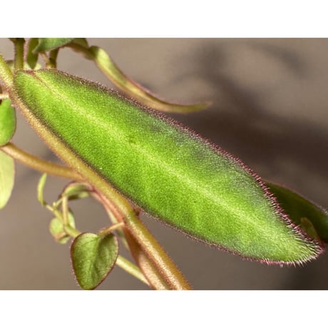 Sonerila sp. from Kapuas Hulu Kalimantan Barat