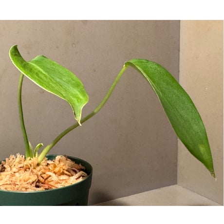 Homalomena havilandii from Kalimantan Barat