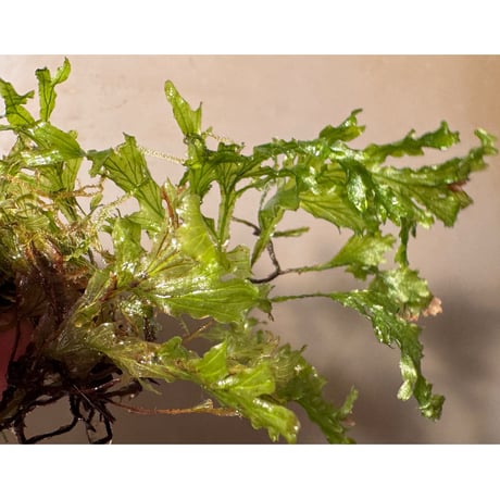 Crepidomanes auriculatum 屋久島産 [KSB]