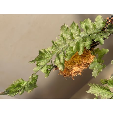 Crepidomanes sp. (auriculatum?) from Fansipan, Lao Cai Vietnam