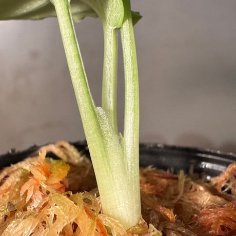 Schismatoglottis rongisupata from West Kalimantan