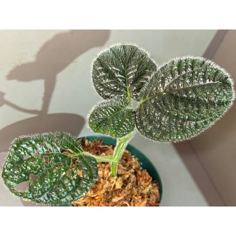 Pilea sp. from Choco Colombia [tanakay]