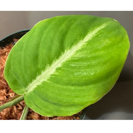 Adelonema palidinervia