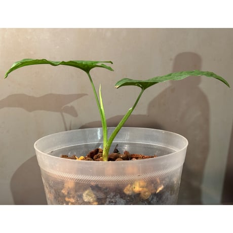 Syngonium sp. from Iquitos Peru [tanakay]