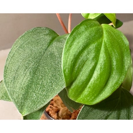 Homalomena sp. from Sabah