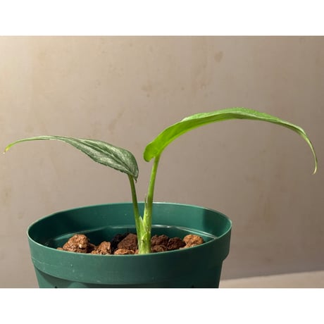Schismatoglottis sp. from Chaina [カミハタ]