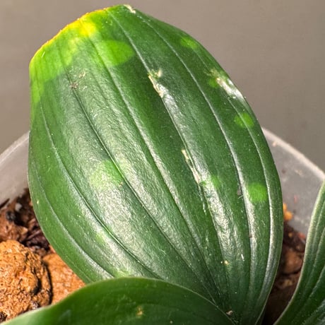 Dracaena cantleyi "Serimbu" Landak Kalimantan barat [TB]