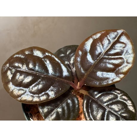 Ardisia sp. from Kayulapis [TB]