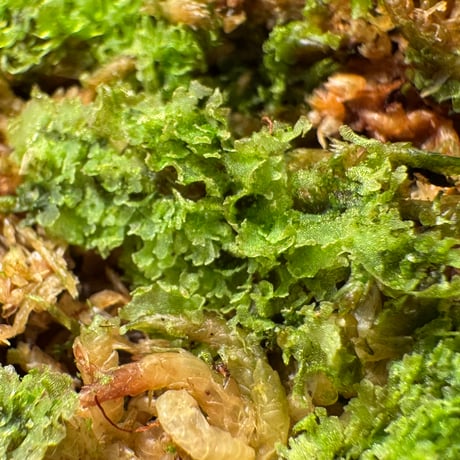 Unknown fern