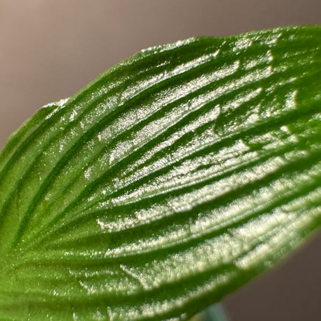 Homalomena sp. from West Papua