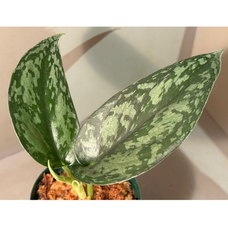 Schindapsus pictus "Amran" Morowai Sulawesi Tengauh [PP-240728-2]
