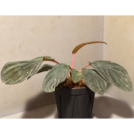 (黒葉) Homalomena sp. from Indragiri Hulu Riau Sumatera