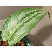Schismatoglottis sp. from Chaina [カミハタ]