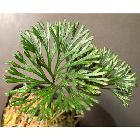 Elaphoglossum peltatum ②