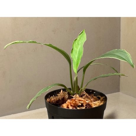 Kiewia perakensis from Pahang Malaysia [PB0426-1]