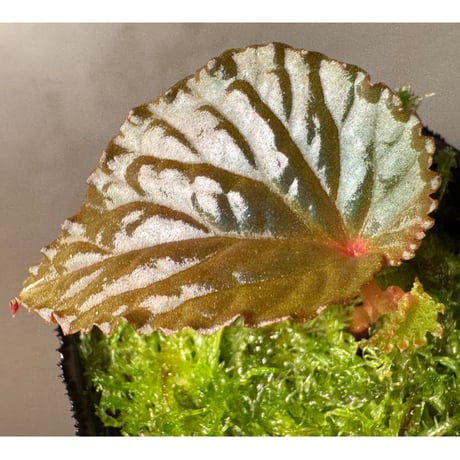 Begonia sp. from North Sumatera