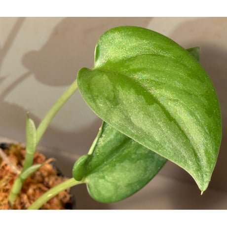 Scindapsus sp. 'Sparkling'