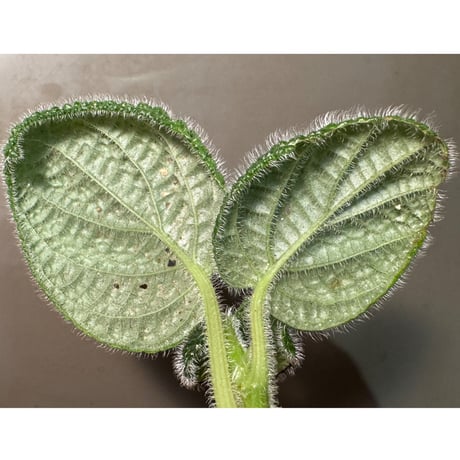Pilea sp. from Choco Colombia [tanakay]