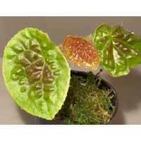 Begonia susaniae