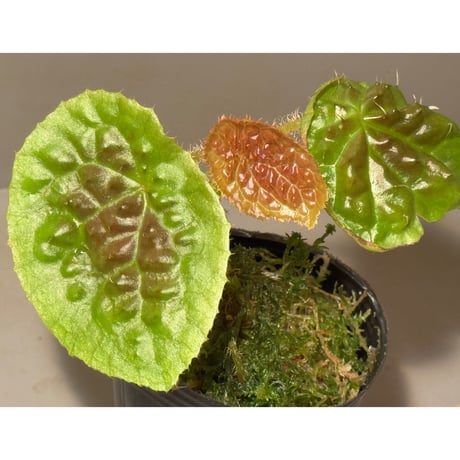 Begonia susaniae
