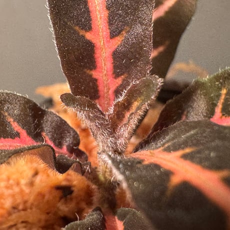 Aphelandra maculata from Madre de Dios [LA1017-02]