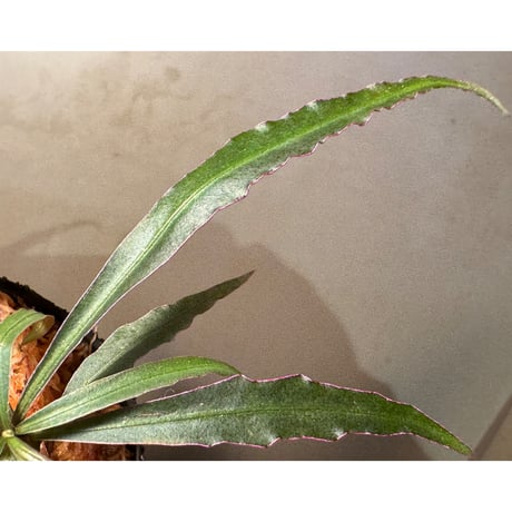 Labisia sp. "Star light"
