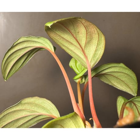 Homalomena sp. Seruyan Hulu Kalimantan Tengah [PB0925-3]