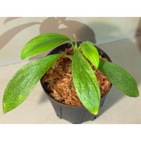 Homalomena hasei "狐尾" from Aceh Sumatera [LA0214-4]