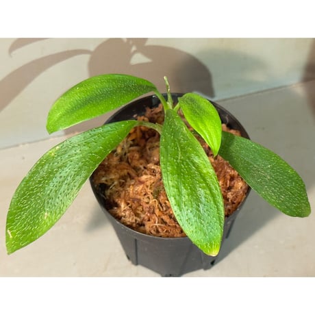 Homalomena hasei "狐尾" from Aceh Sumatera [LA0214-4]