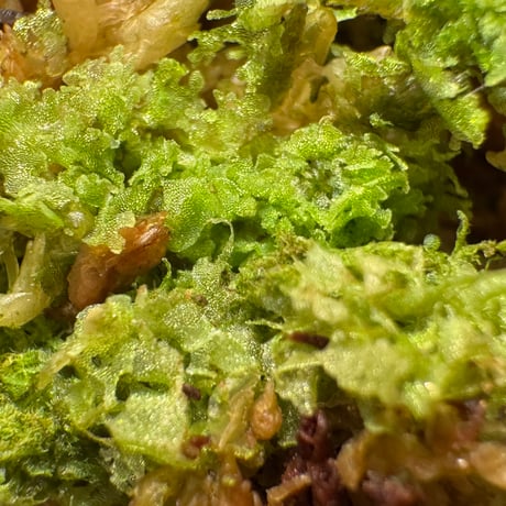 Unknown fern