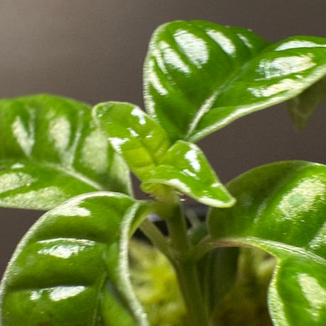 Acranthera sp. from Boyan West Kalimantan