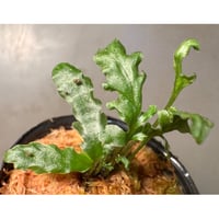 Bolbitis sinuosa from Philippines