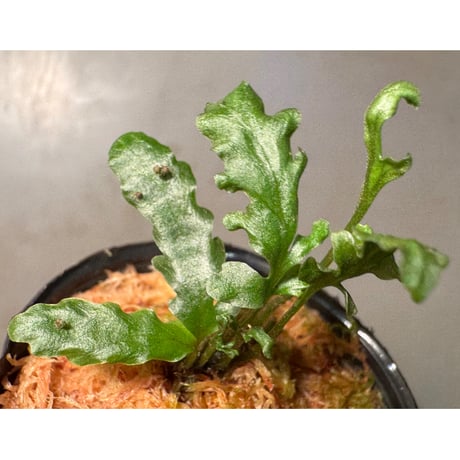 Bolbitis sinuosa from Philippines