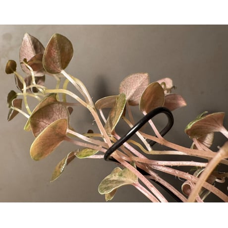 Peperomia columbiana 'Variegated'