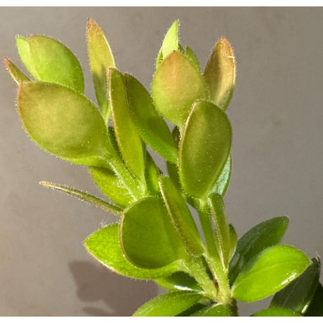 Plutarchia portillae [ECUAGENERA] ①