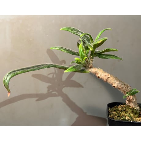 Columnea flexiflora