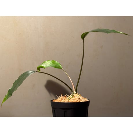 Tweeddaiea roseospatha from Kalimantan Barat