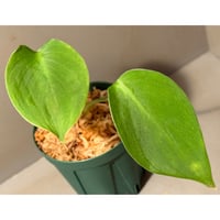 Homalomena havilandii from Kalimantan Barat